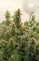 Preview: Samen 3+1 Lemon Haze Automatik Kannabia